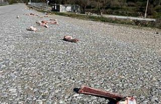 Sokak hayvanları için yollara bırakılan yiyecekler...