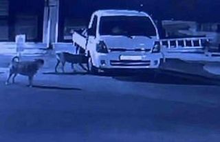 Sokak köpekleri park halindeki kamyoneti parçaladı:...