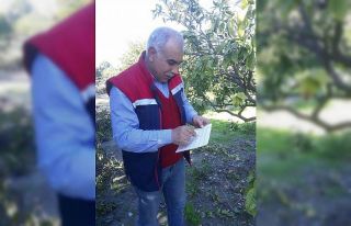 Söke’de Akdeniz meyve sineğinde artış gözlemlenmedi