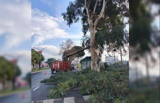 Sultanhisar’da belediye ekiplerinden yol ve ağaç...