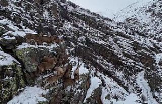 Sürü halinde gezen dağ keçileri Bayburt’ta drone...