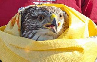 Tarlasında bulduğu yaralı kartala sahip çıktı