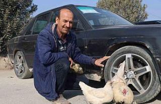 Tekere bağladığı horozuyla, tavuğunu arabasıyla...