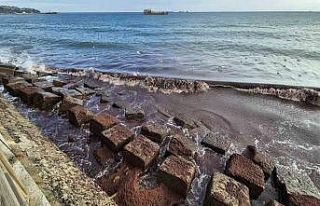 Tekirdağ kıyılarında kızıl yosun istilası