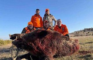 Tekirdağ’da avlanan 250 kiloluk yaban domuzu büyüklüğüyle...