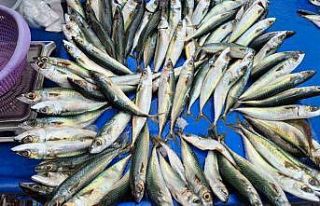 Tekirdağ’da uskumru, istavrit ve mezgidin kilosu...