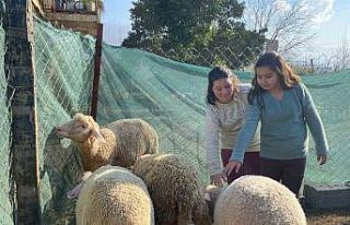Telef olan koyunları için gözyaşı döken Melek’in...