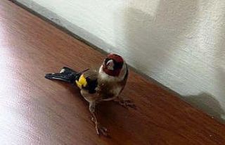 Trende satışı yasak saka kuşu ele geçirildi