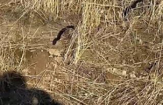 Tunceli’de kış uykusunda olması gereken yılan...