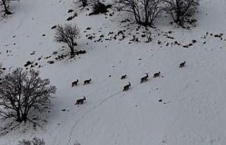Tunceli’de vadilere inen yaban keçileri görüntülendi