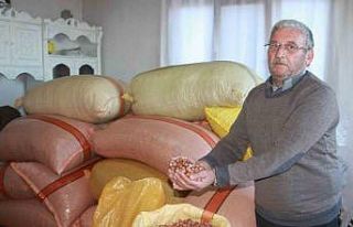 Türkiye fındığının yüzde 15’i üreticinin...