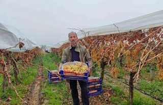 Üzümde Türkiye’nin rekabet gücünü artırıyorlar
