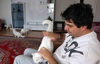 Van kedilerinin neslini kurtarmak için evinin kapılarını...