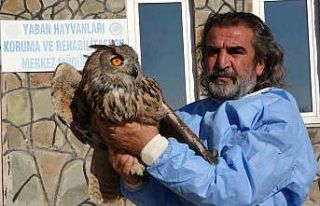 Van’da 2024 yılında 500 yaban hayvanı tedavi...