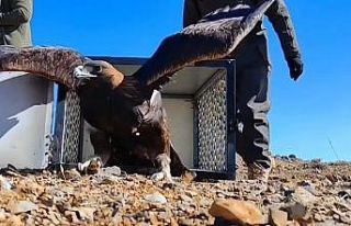 Van’da tedavisi tamamlanan kaya kartalı doğal...