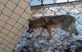 Van’da tedavisi tamamlanan kurt doğaya bırakıldı