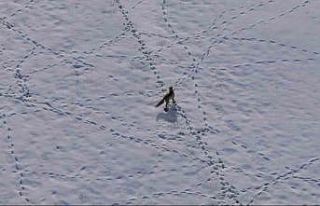 Van’da tilkilerin karla kaplı arazide fare avı...