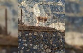 Vatandaşın dağ keçileriyle diyaloğu gülümsetti