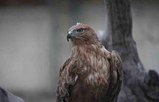 Yaban hayatından getirilen hayvanların yaraları...