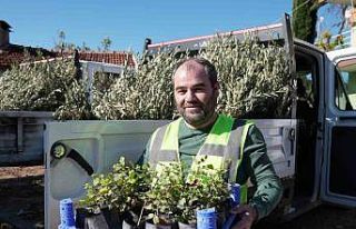 Yangında zarar gören üreticilere fidan desteği