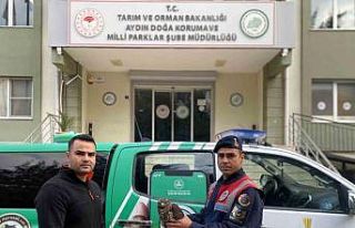 Yaralı halde bulunan Kızıl Şahin, tedavisinin...