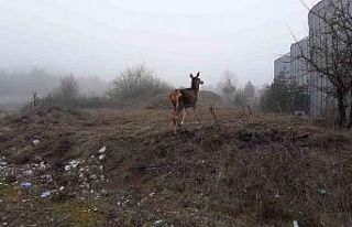 Yaralı karaca tedavisinin ardından doğaya bırakıldı