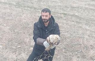 Yaralı kartal tedavi altına alındı