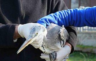 120 yaban hayvanı tedavi edildi