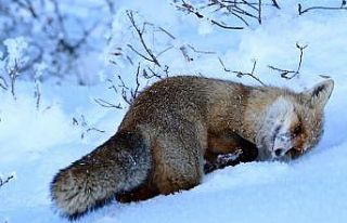 20 ilde oral aşı atım çalışması gerçekleştirilecek