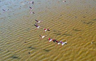 Adana’da flamingolar gökyüzünü renklendirdi