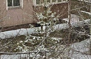 Ağrı yeniden beyaza büründü