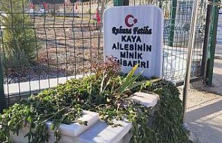 Aile mezarlığının minik misafiri