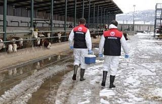 Amasya’da ilkbahar dönemi şap aşılama çalışması...