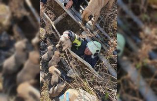 Antakya’da çukura düşen yavru köpekleri itfaiye...