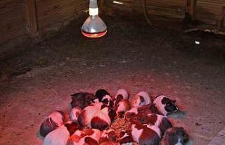 Antalya Doğal Yaşam Parkı’nda soğuk hava önlemi