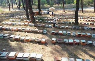 Arıcılar kovan başına 5 kilogram indirimli şeker...