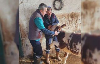 Aydın’da şap hastalığı ile mücadele aralıksız...