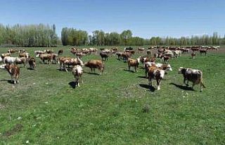 Aydıntepeli üreticiler için açılan ’Süt Sığırı...