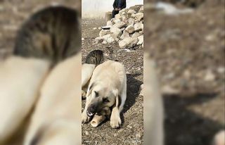 Aynı kaptan yemek yiyip sırtında gezdirdi: Kedi...