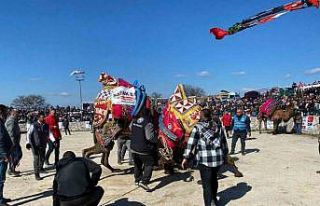 Ayvacık’ta deve güreşleri nefesleri kesti