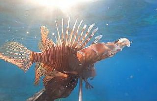 Ayvalık sularında 2 yeni tür görüntülendi