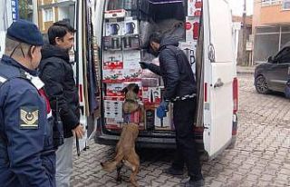 Ayvalık’ta jandarma suçlulara geçit vermedi