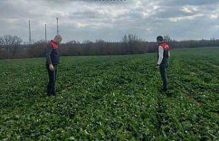 Babaeski’de kanola ekili tarlalar incelendi