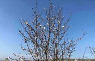 Badem ağaçları çiçek açtı