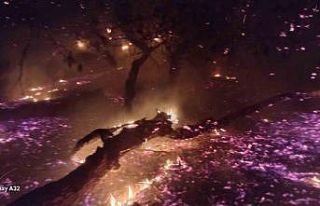 Bandırma’da çamlık alanda yangın: Ekiplerin...