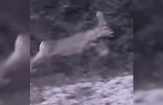 Bartın’da çocukların karaca heyecanı