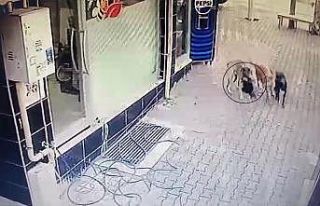 Başıboş sokak köpekleri tavuğu telef etti