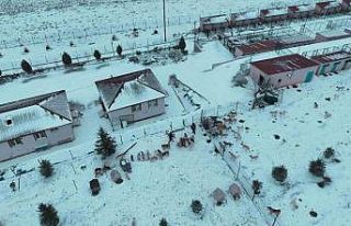 Başkan Ekici: "Sahipsiz köpekler, çevre köyler...