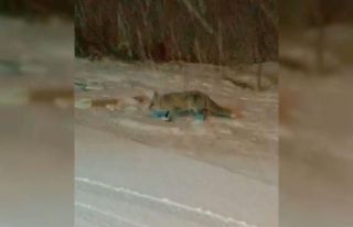 Bilecik’te aç kalan tilkiler yerleşim yerlerine...