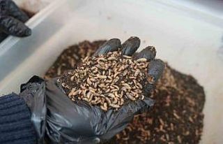 Bilim adamlarından organik atık yiyen siyah asker...